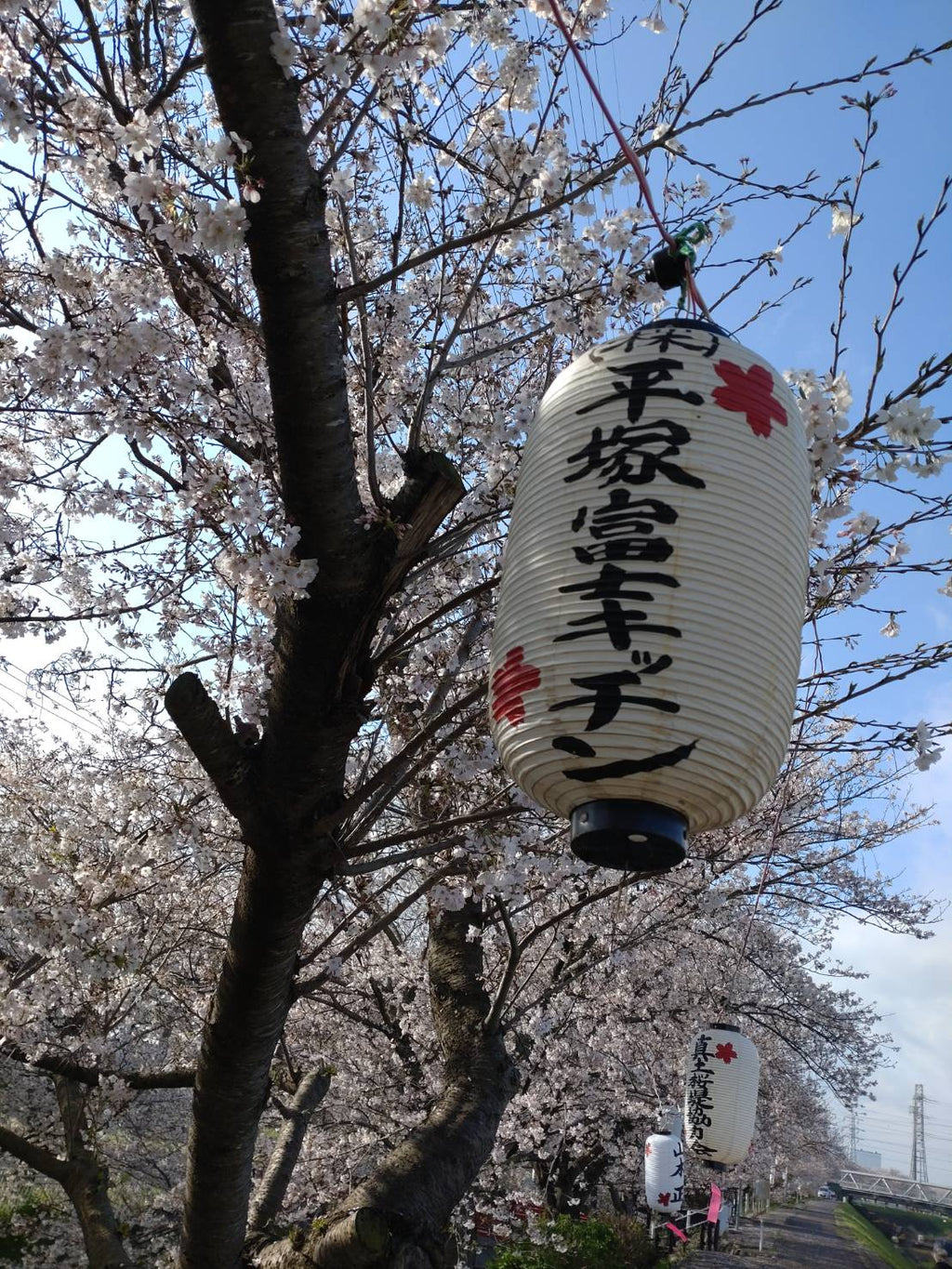 お花見